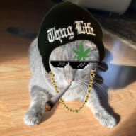katt.se